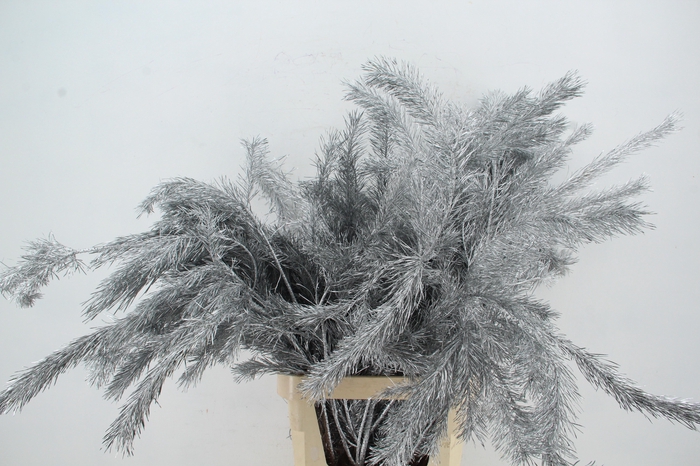 <h4>Pinus Alaska Silver per stem 100cm</h4>