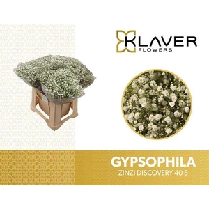GYPS PA ZI DISCOVERY