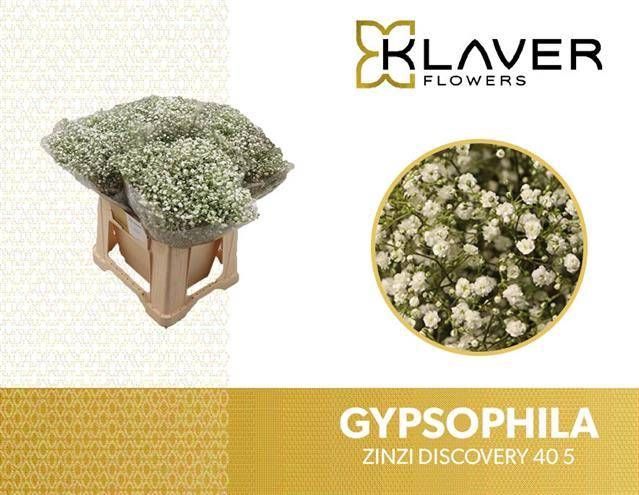 <h4>GYPS PA ZI DISCOVERY</h4>