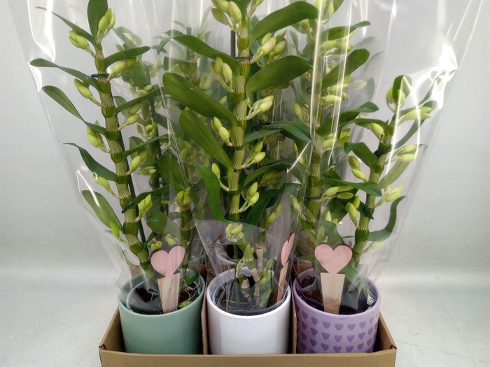 <h4>Dendrobium nob.   ...mix</h4>