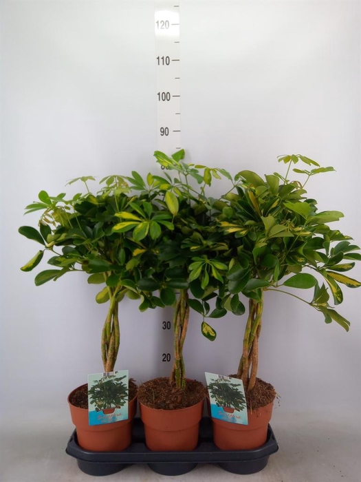 <h4>Schefflera arbor. 'Gold Capella'</h4>