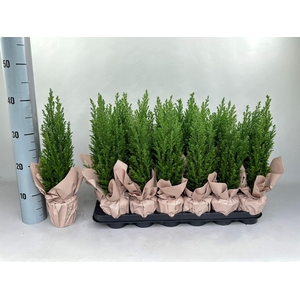 Chamaecyparis laws. 'Ellwoodii'