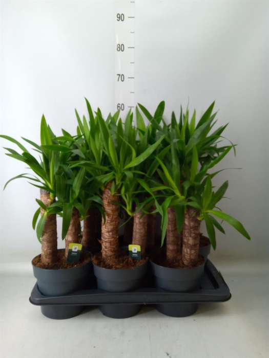 <h4>Yucca elephantipes   ...</h4>