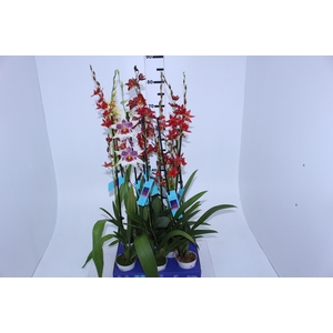 ORQUIDEA HAWAIIAN VARIADO P09 MIN 1