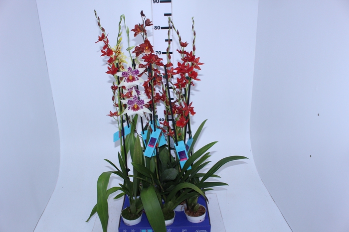 ORQUIDEA HAWAIIAN VARIADO P09 MIN 1