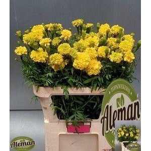 TAG E PROMISE YELLOW