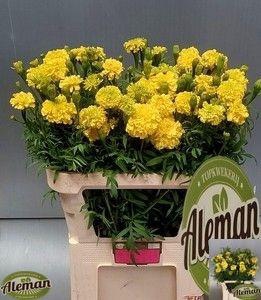 <h4>TAG E PROMISE YELLOW</h4>