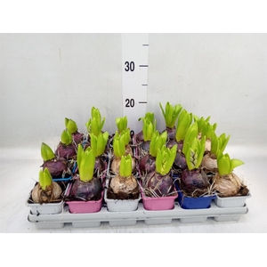 Hyacinthus orie.   ...mix 4