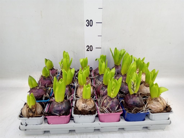 <h4>Hyacinthus orie.   ...mix 4</h4>