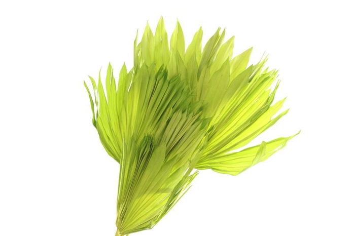 Palm Sun Green