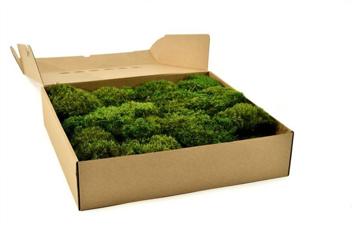 Hair Moss Gepreserveerd Ca. 0.30 M2