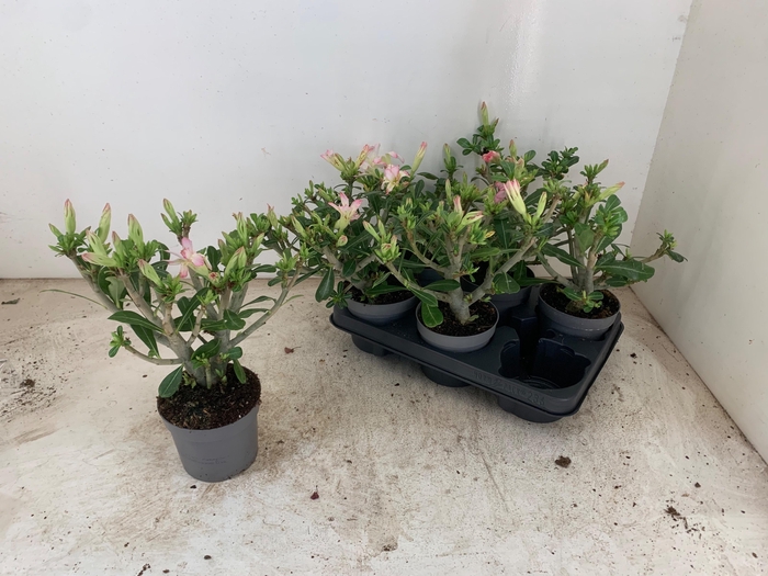 <h4>ADEN PINKSTAR</h4>