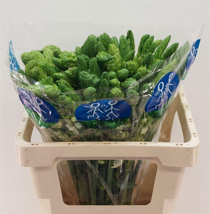 <h4>Ornit Thy Milky Way</h4>