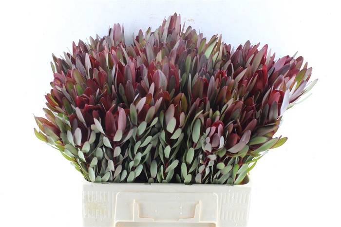 <h4>LEUCAD SAF SUNSET</h4>