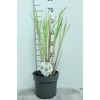 Cortaderia Selloana