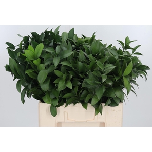 Ruscus