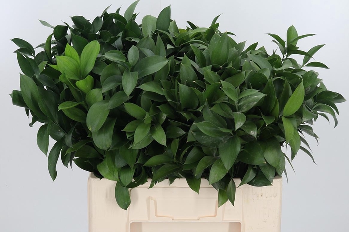 <h4>Ruscus</h4>