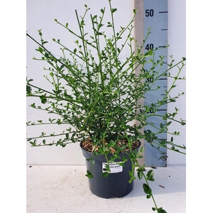 Ceanothus thy. 'Milerpoint'