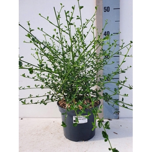 Ceanothus thy. 'Milerpoint'