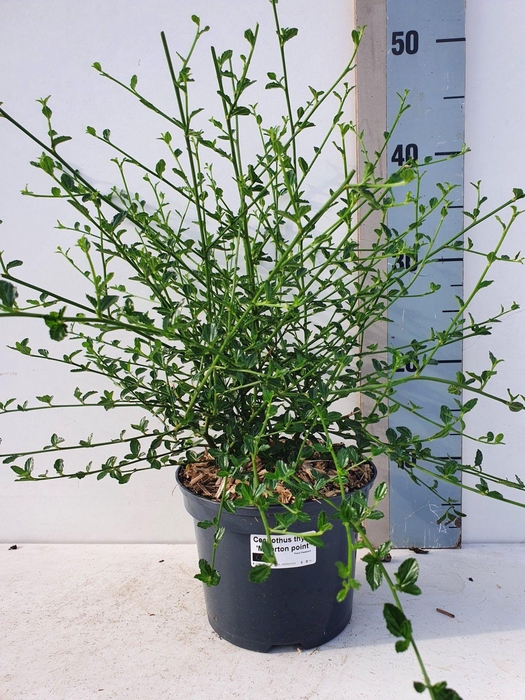 <h4>Ceanothus thy. 'Milerpoint'</h4>