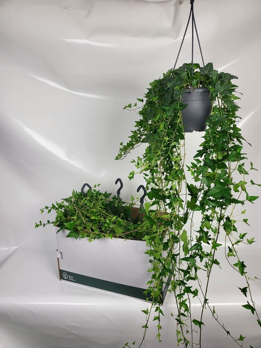 <h4>HED HE SHAMROCK</h4>