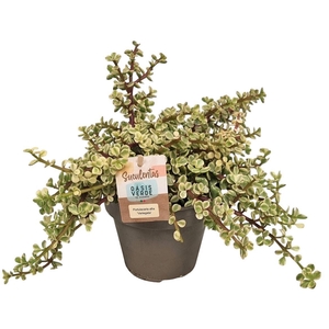 PORTULAC A VARIEGATA