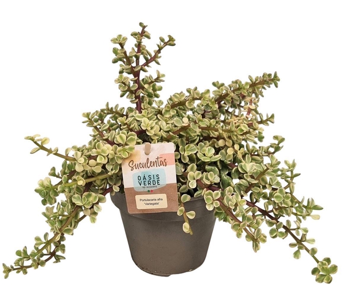 <h4>PORTULAC A VARIEGATA</h4>