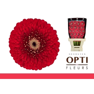 GE MB POM FLOYD-Diamond*20