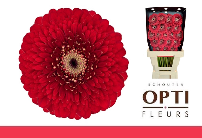 Germini Pomponi Floyd Diamond