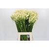 Agapanthus EYFORI White