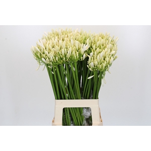 Agapanthus EYFORI White