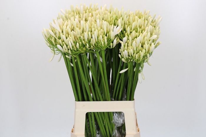 <h4>Agapanthus EYFORI White</h4>