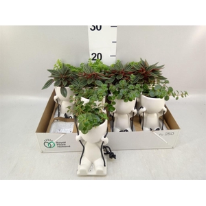 Arr.   Kamerplant Groen L%