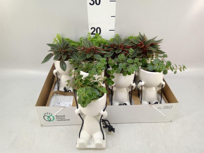 <h4>Arr.   Kamerplant Groen L%</h4>