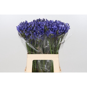 Agapanthus Eyfori Blue