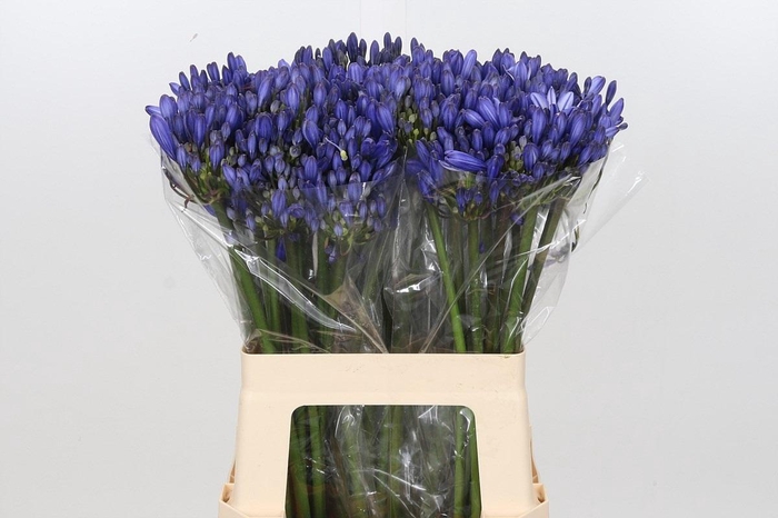 <h4>Agapanthus Eyfori Blue</h4>