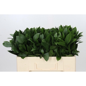 RUSCUS HYPOPHYLLUM