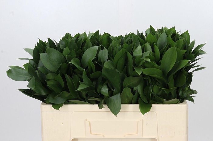 <h4>RUSCUS HYPOPHYLLUM</h4>