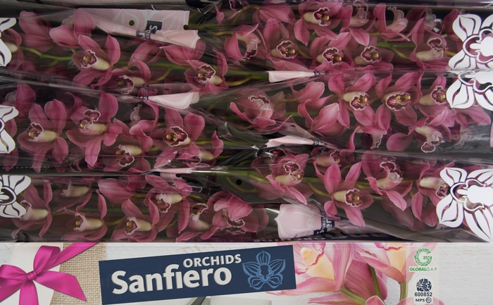 <h4>CYMB T GIGI</h4>