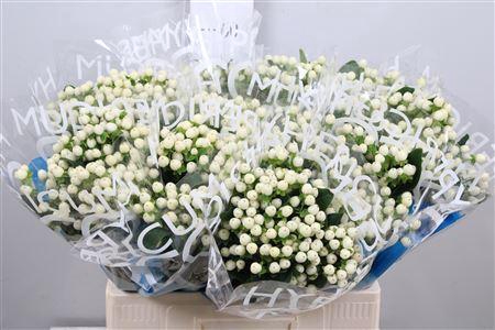 <h4>Hyp Coco Uno</h4>