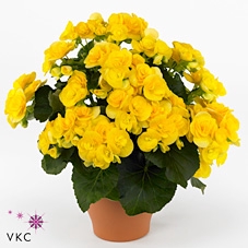 Begonia ''rebecca'' geel 13cm Decorum