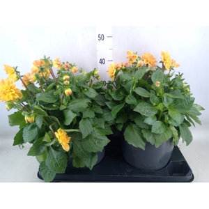 Dahlia DE 'Labella Medio Yellow Pi'