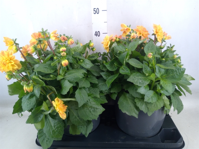 <h4>Dahlia DE 'Labella Medio Yellow Pi'</h4>