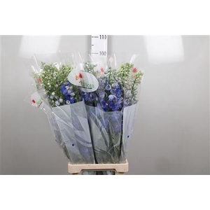 Delph Du Guard Blue