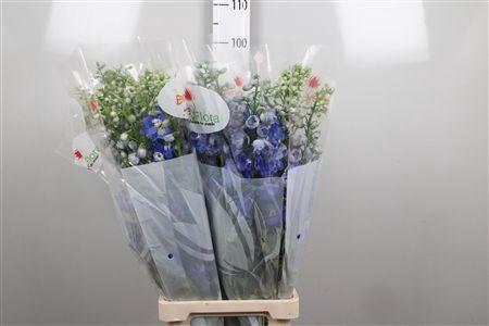 <h4>Delph Du Guard Blue</h4>