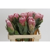 Protea Penny Pink