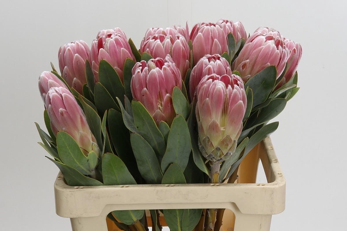 Protea Penny Pink
