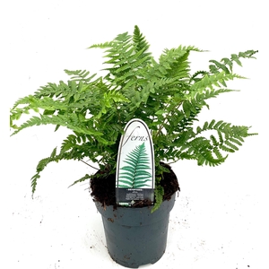 Dryopteris affinis