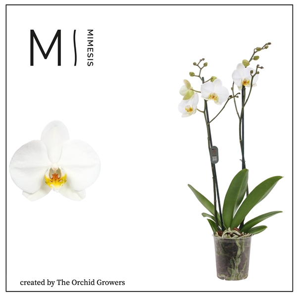 <h4>Mimesis Phal. London - 2 spike 12cm</h4>