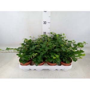 Hedera helix 'Wonder'